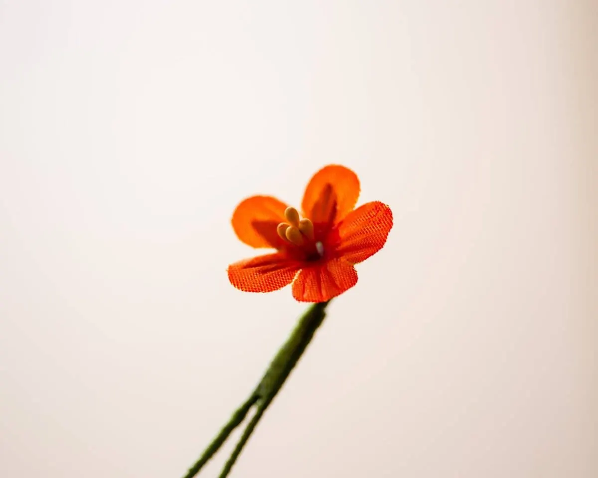 Boutonnière Acker Gauchheil Mini (Anagallis arvensis) - Ansicht 2