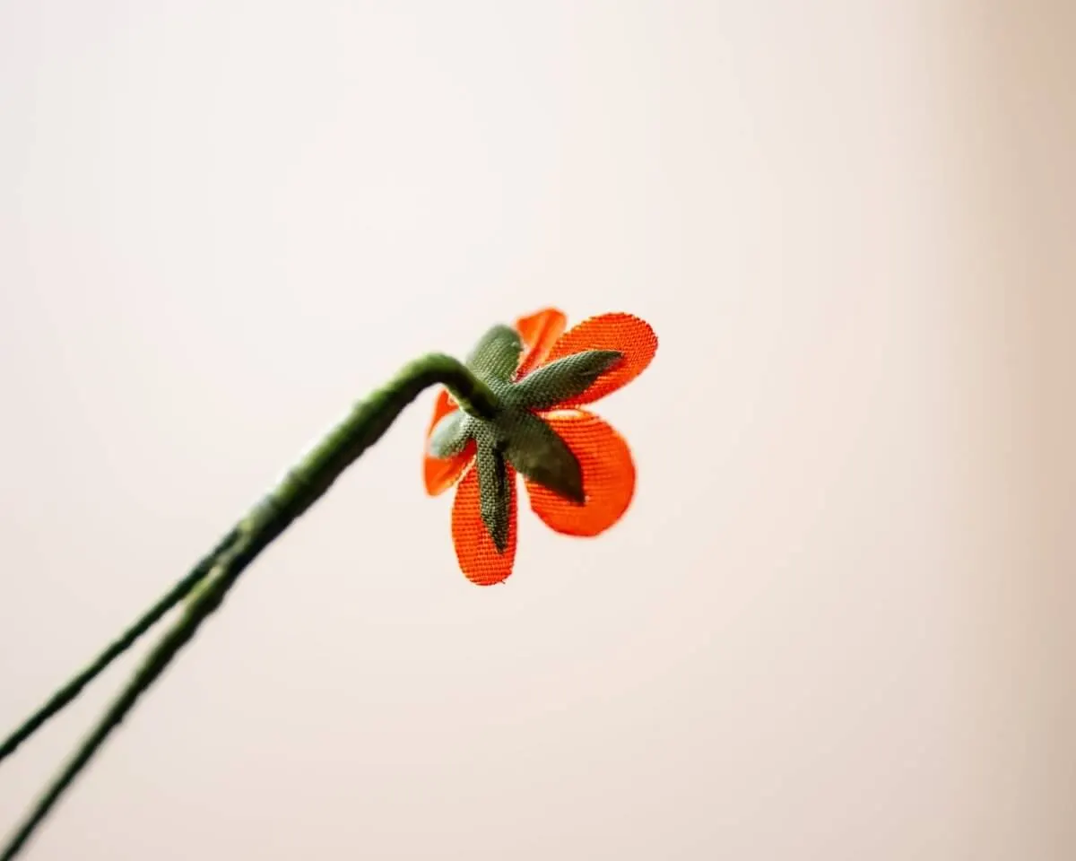 Boutonnière Acker Gauchheil Mini (Anagallis arvensis) - Ansicht 3