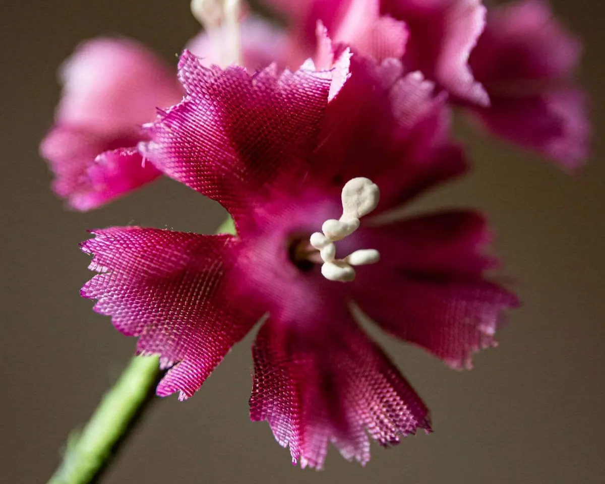 Boutonnière Bartnelke 3er (Dianthus barbatus) - Ansicht 4