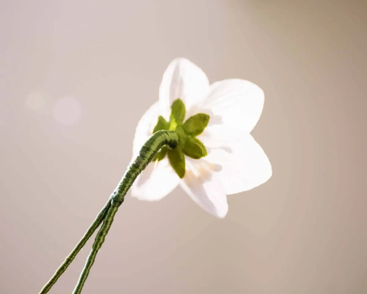 Boutonnière Buschwindröschen  (Anemone nemorosa) - Ansicht 3