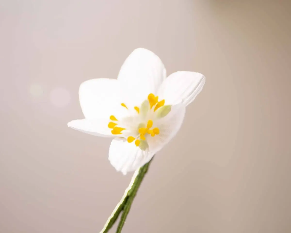 Boutonnière Buschwindröschen  (Anemone nemorosa) - Ansicht 2