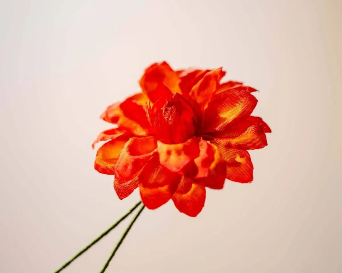 Boutonnière Dahlie Orange (Dahlia clara aurantiaco) - Ansicht 2