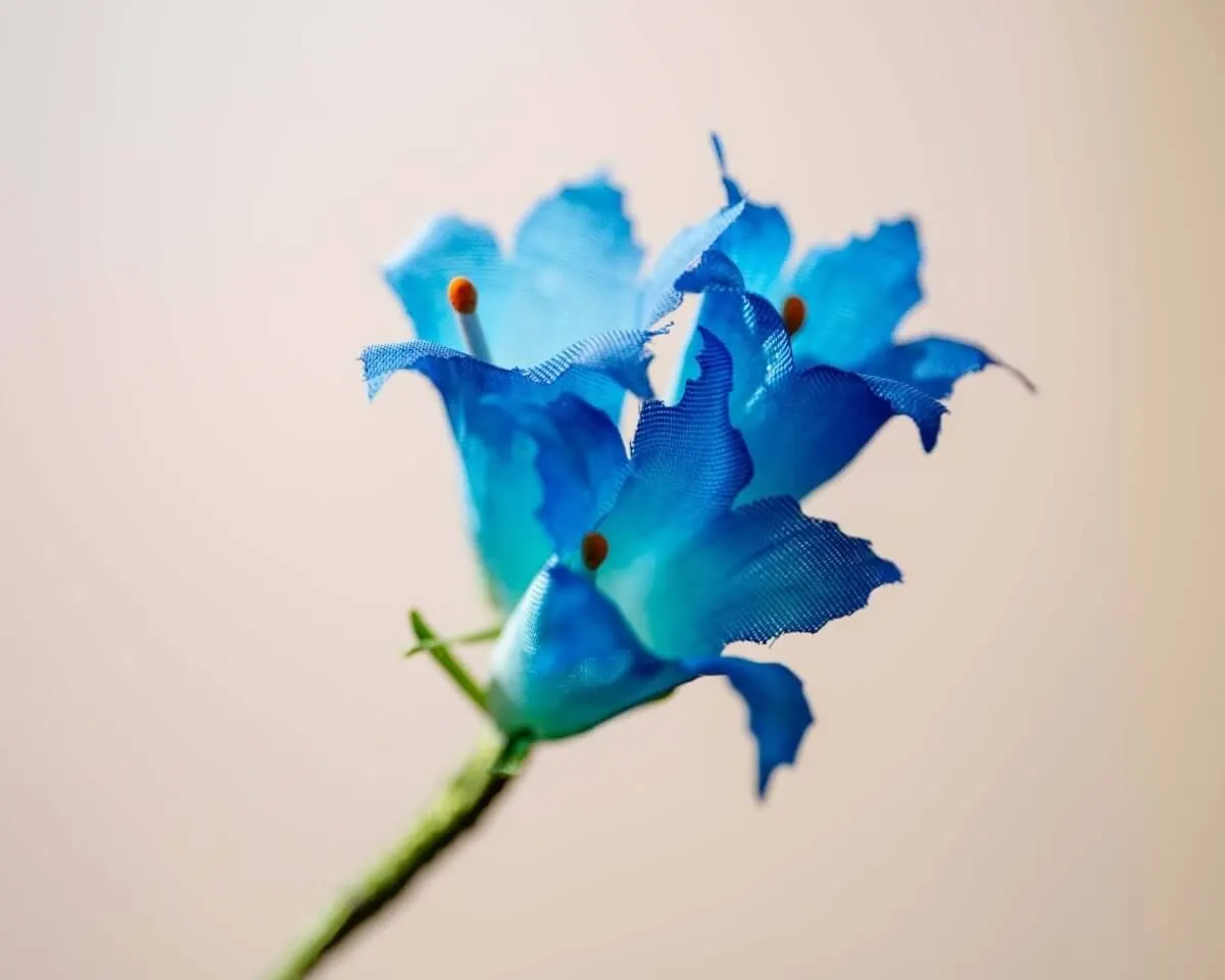Boutonnière Enzian 3er (Gentianaceae) - Ansicht 2