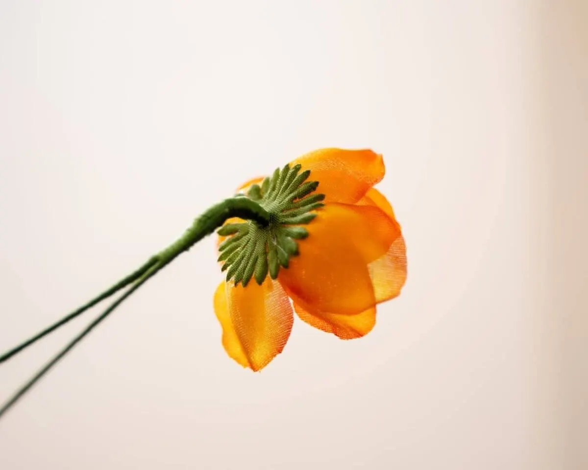 Boutonnière Hecken-Rose Orange (Rosa corymbifera) - Ansicht 3