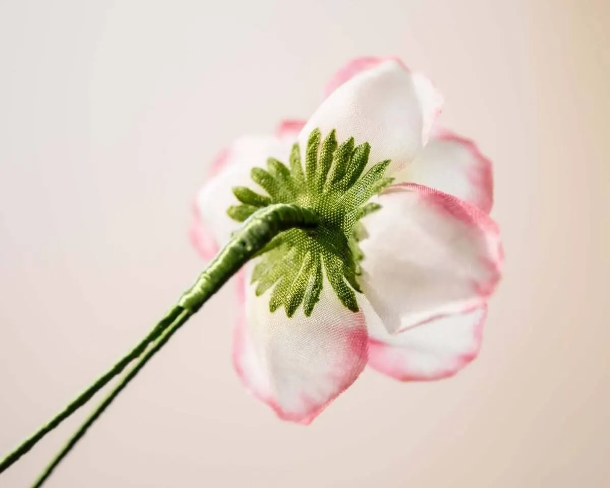 Boutonnière Hecken-Rose Weiß-Rosa (Rosa corymbifera) - Ansicht 3