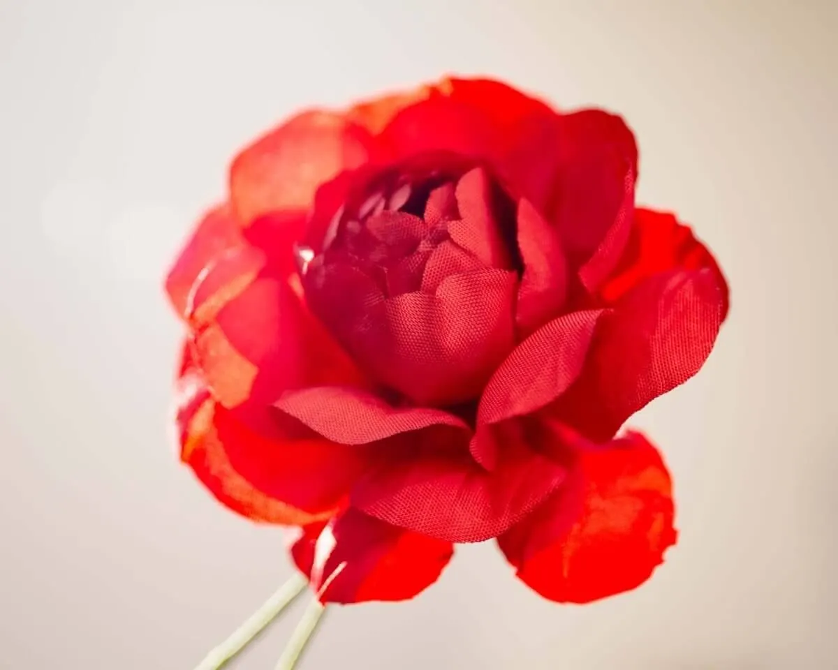 Boutonnière Kamelie Rot (Camellia rubrum) - Ansicht 2