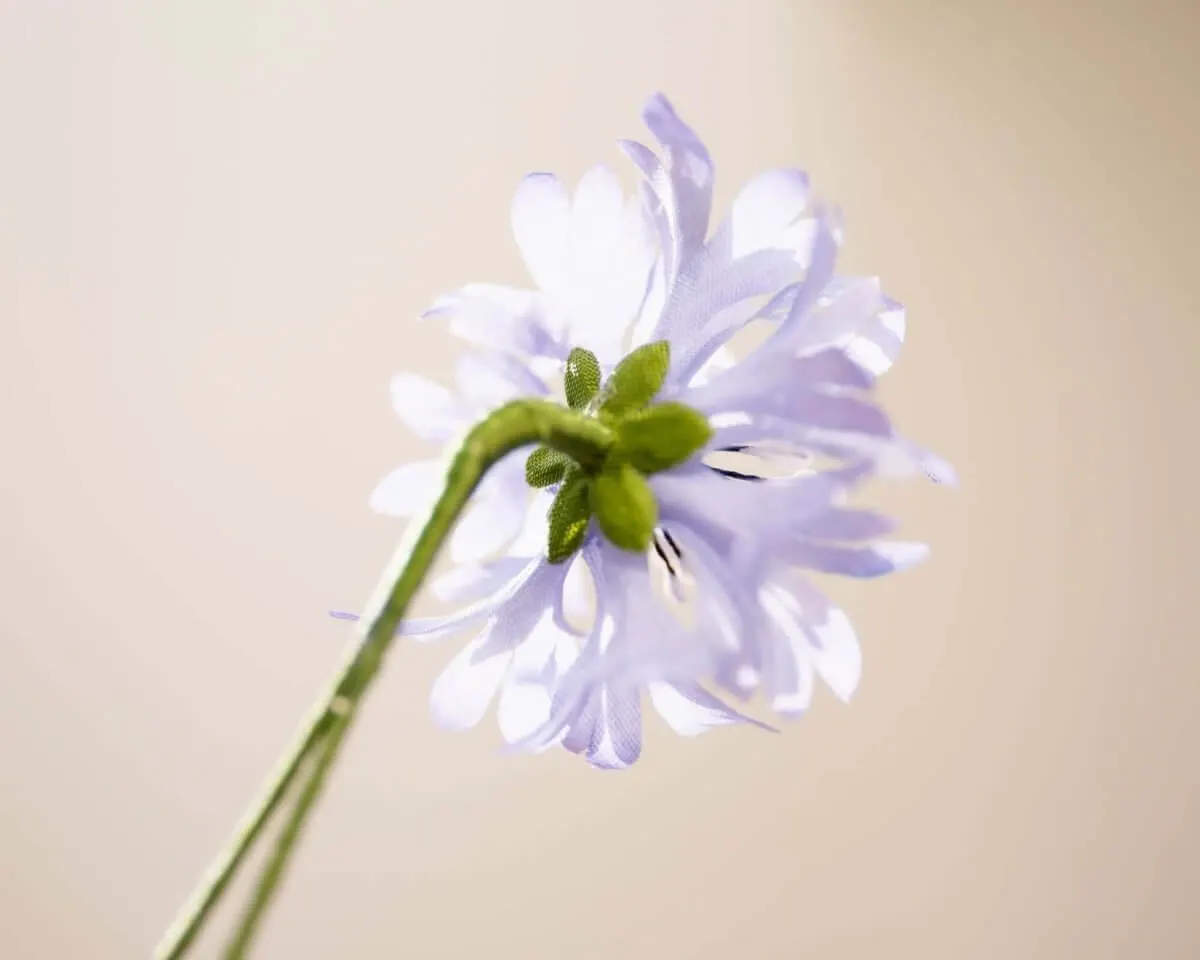 Boutonnière Kornblume Hellblau (Cyanus segetum) - Ansicht 3