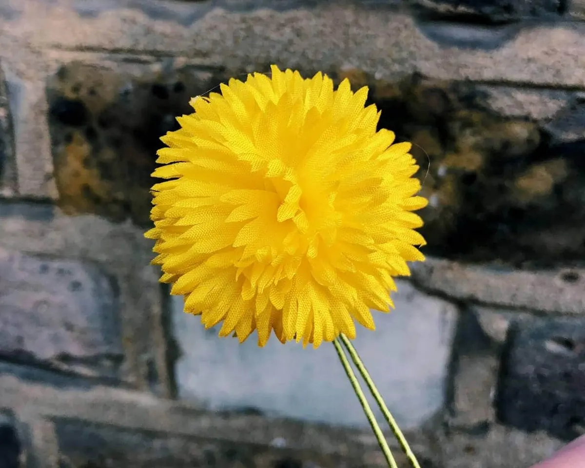 Boutonnière Löwenzahn (Taraxacum sect. Ruderalia) - Ansicht 6