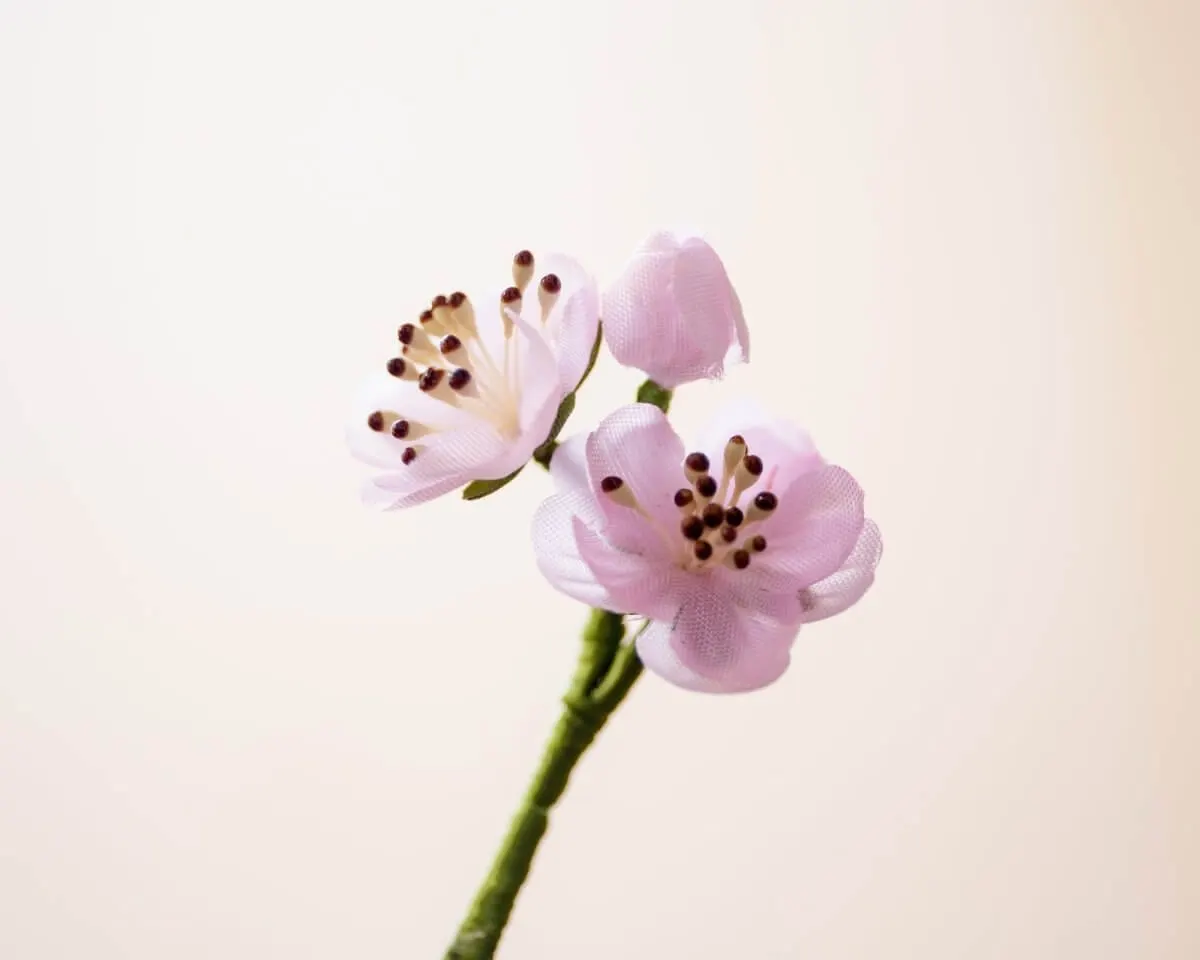 Boutonnière Mandelblüte 3er (Prunus dulcis) - Ansicht 2