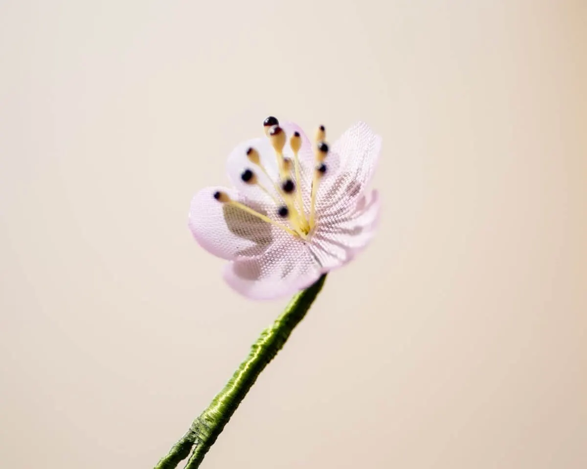 Boutonnière Mandelblüte Mini (Prunus dulcis) - Ansicht 2