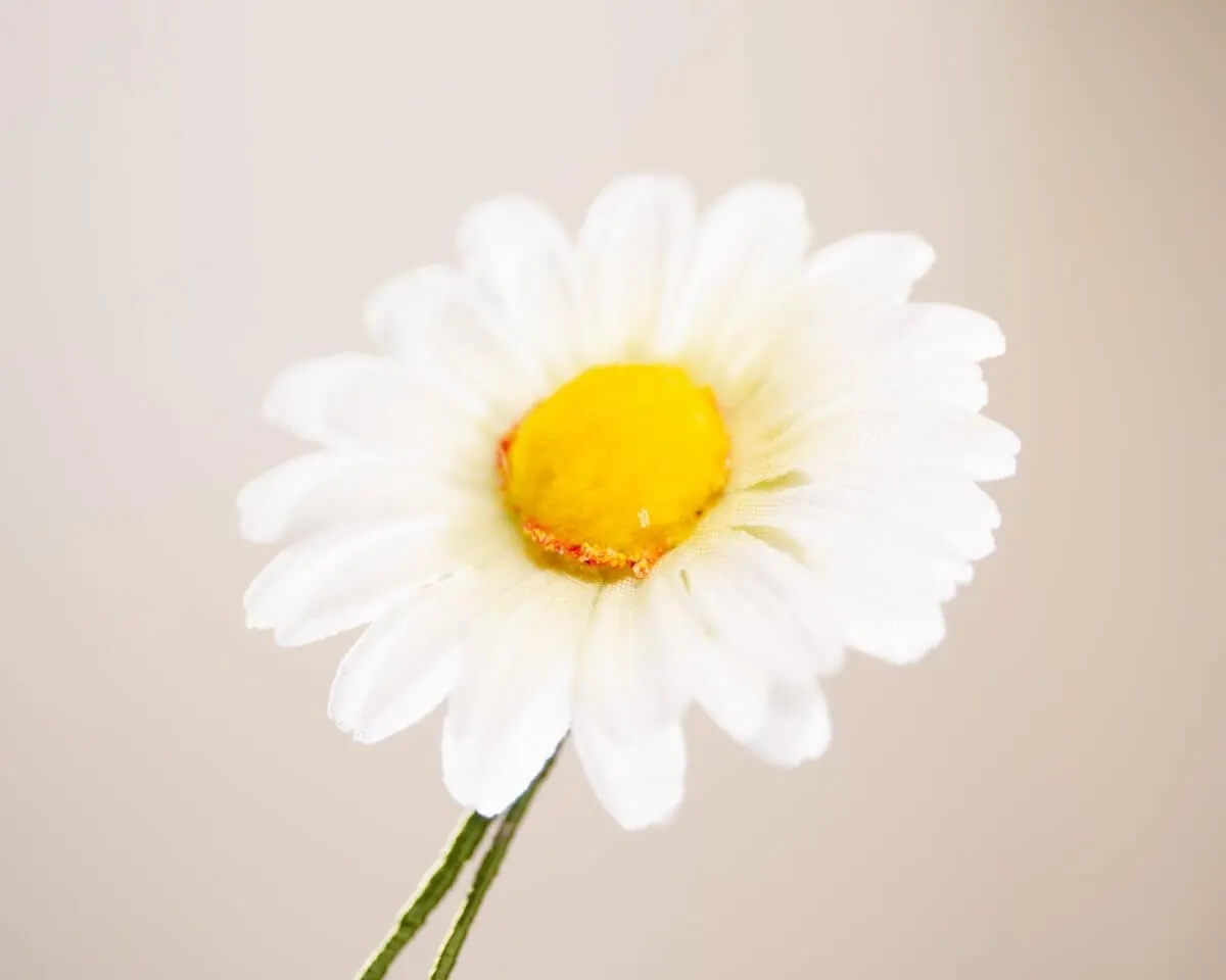 Boutonnière Margerite Groß (Leucanthemum) - Ansicht 2