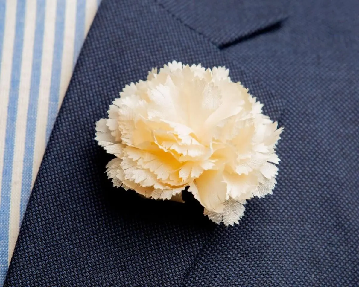 Boutonnière Nelke Creme b Mittel (Caryophyllaceae)