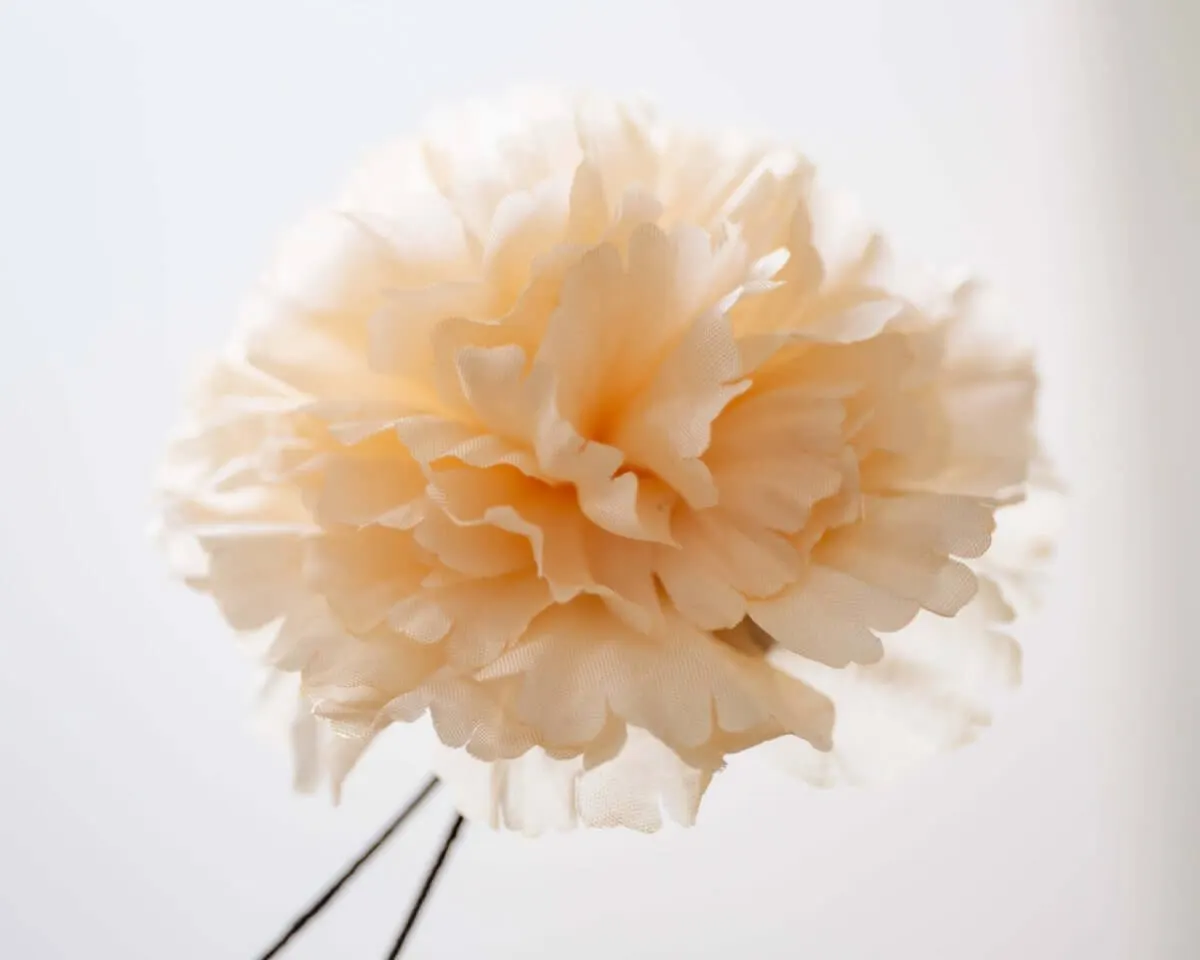 Boutonnière Nelke Creme c Groß (Caryophyllaceae) - Ansicht 2